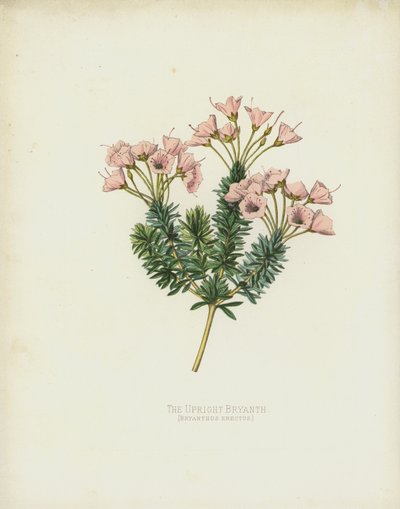 Den oprejststående bryanter, Bryanthus Erectus af English School